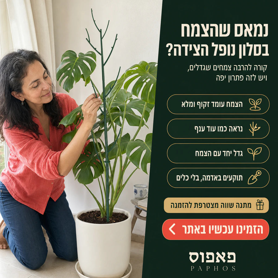מוט תמיכה לצמחים שמתארך עם הצמח